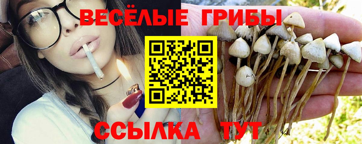 Псилоцибиновые грибы Psilocybe  Псилоцибиновые грибы Psilocybe  Черкесск 